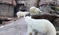 Polar bears responsing to an emergency recall alarm