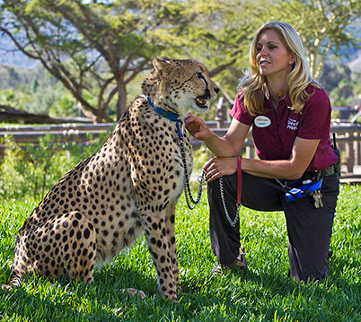 A Safari Park trainer working with a cheetah animal ambassador
