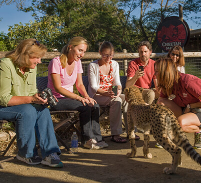 A Safari Park trainer working with a cheetah animal ambassador