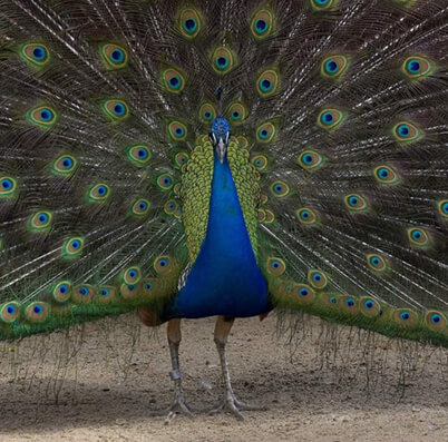 peacock