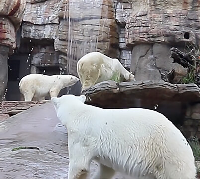 Polar bears responding to an emergency recall alarm.