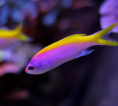 colorful bony fish