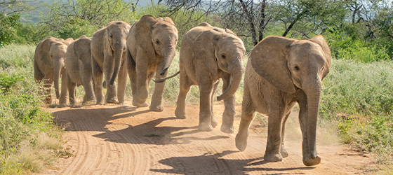 elephants